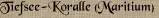Tiefsee-Koralle (Maritium)